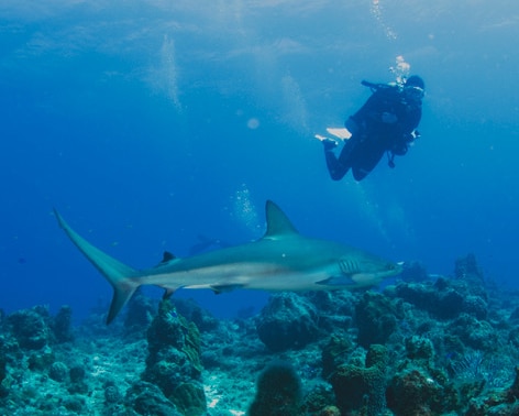 shark and dana 2 copy dana muir.jpg edit